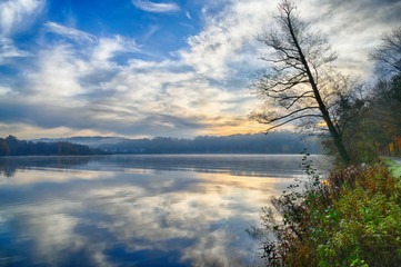 Baum an Ufer des Baldeneysees bei Essen