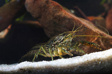 Pest Marbled crayfish,  Procambarus fallax forma virginalis