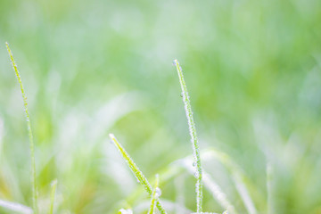 Dew on the top of the grass in the morning