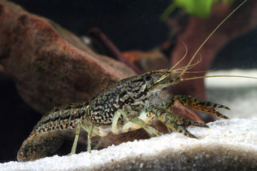 Aquarium pet marmorkrebs, Procambarus fallax forma virginalis in the pond