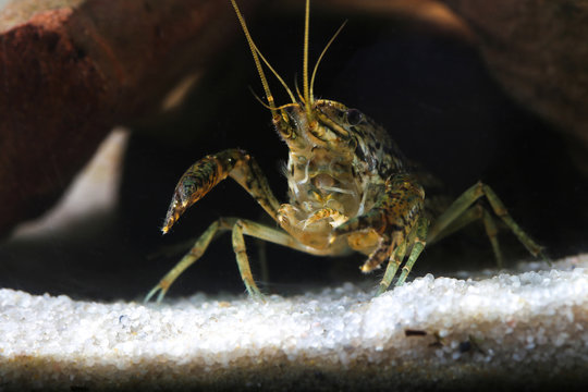 Pest marmorkrebs, Procambarus fallax forma virginalis