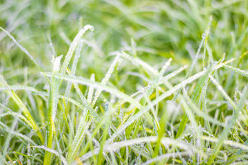 Dew on the top of the grass in the morning