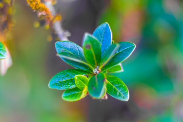 blue flower on green background