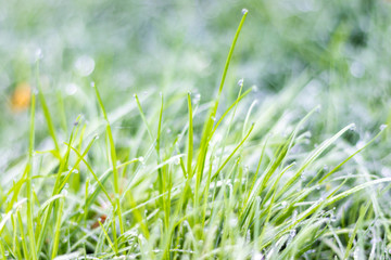 Dew on the top of the grass in the morning