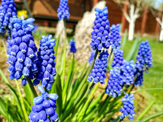 Spring blue flowers. Beautiful spring flower muscari close-up.