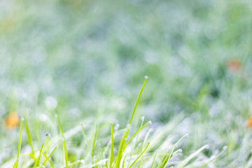 Dew on the top of the grass in the morning