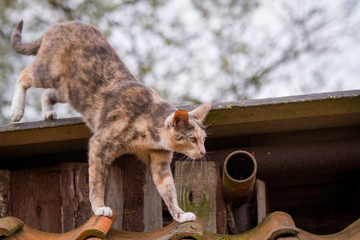 dreifarbige Katze auf dem Dach