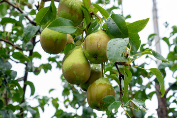 Close-up Green ripe pears on a tree.