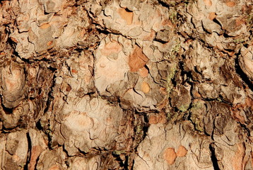 The bark of the pine tree closeup