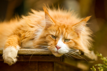 rote Maine Coon