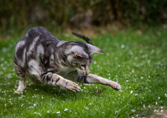 Orientalisch Kurzhaar black silver tabby classic