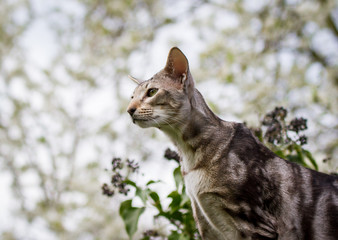 Orientalisch Kurzhaar black silver tabby classic