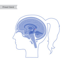 Vector isolated illustration of Pineal gland