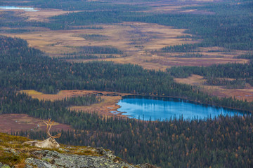 Reindeer in Yllas Pallastunturi National Park, Lapland, Finland