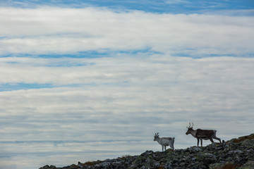 Fototapeta na wymiar Reindeers in Yllas Pallastunturi National Park, Lapland, Finland
