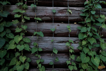 Ivy Leaves Draped Over A Log Wooden Wall