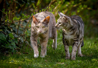 gemeinsamer Spaziergang