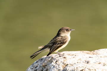 Eastern Phoebe