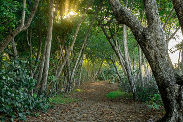 A footpath leading among forest trees, golden sunbeams in the foliage