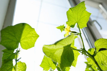 cucumbers growing on the windowsill