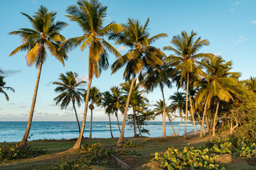 Obraz na płótnie Canvas Ocean view through palm trees at sunset, serene background