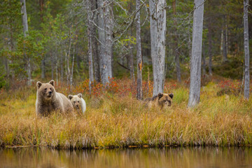 Brown bear in Lapland, Finland