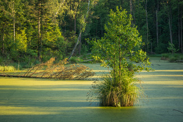 Lake in nature reserve in Kozienice forest, Mazowieckie, Poland