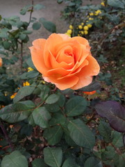 rose in the garden