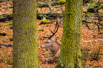 landscape with deer in autumn forest 