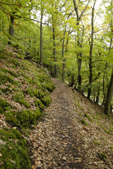 Obraz premium urwaldsteig am edersee