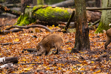 Obraz premium landscape with wild boar in autumn forest