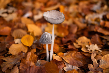 Macro picture of wild mushrooms in forest