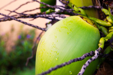 Coconut Palm in Caribbean Garden