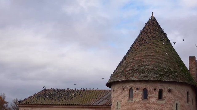 Pigeon or dove on roofs of of an old brick historic building . In picture see red tile roof and a beautiful background of sky and cloud.