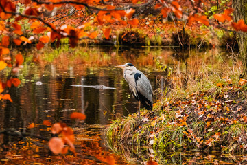 Colorful picture with heron in autumn forest