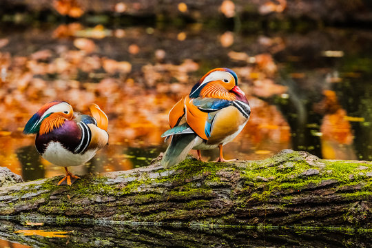 Colorful picture of Mandarin Duck in the autumn pond