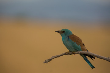 European roller in Montgai, Lleida, Catalonia, Spain