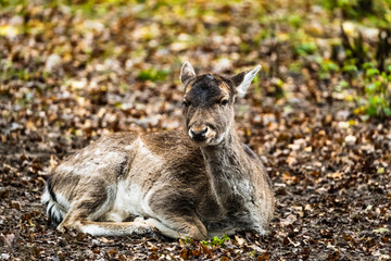 landscape with deer in autumn forest	