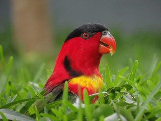 a color full parrot standing upright in the grass 