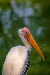 bird standing in front of water 