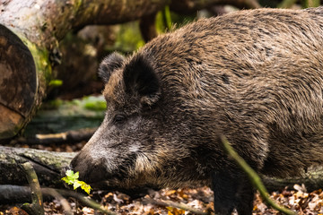 landscape with wild boar in autumn forest