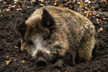 landscape with wild boar in autumn forest