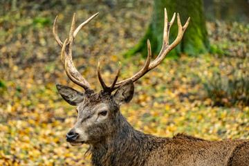 landscape with deer in autumn forest 