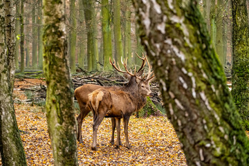 landscape with deer in autumn forest	