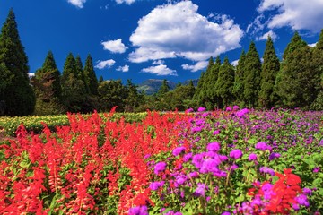 大分県・竹田市 夏のくじゅう花公園の風景