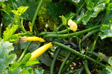 Courgette Gold Rush F1