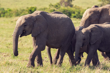 Naklejka na ściany i meble Herd of Elephants in Masai Mara