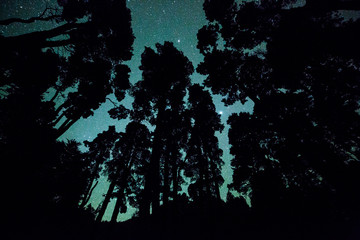 Night inside the forest in La Palma, Canary Islands, Spain