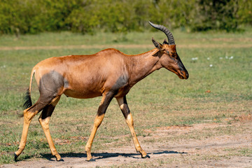 Topi antelope in Masai Mara
