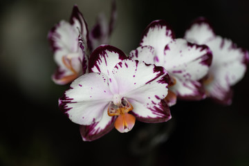 Exquisite rare white phalaenopsis flower with dark purple splashes on the edge of the petals ...
